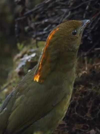 Bowerbird mimicks odd sounds it gathered from its surroundings to attract mate. This one is also mimicking the sounds of some children playing and their parent's reaction!