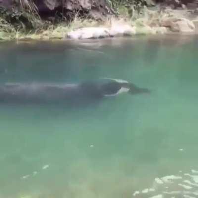 🔥 Buffalo swimming under water