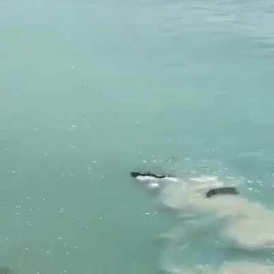 A baby humpback whale was rescued by a team of onlookers after being stranded on the beach