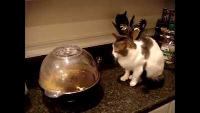 Cat terrorized by popcorn