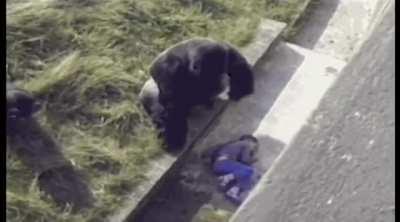 Silverback Gorilla attempting to comfort a child that has fallen into his enclosure instead of displaying violent behaviour.