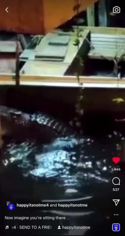 Kitty narrowly misses becoming lunches to a massive crocodile feat. Sound