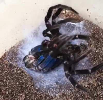 Time lapse of tarantula (Xenesthis immanis) shedding skin