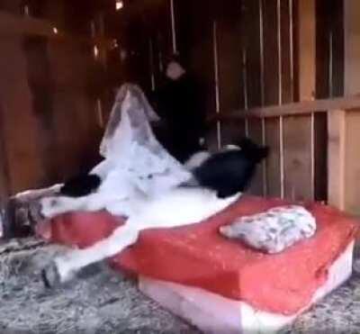 Owner tucks his horse into bed