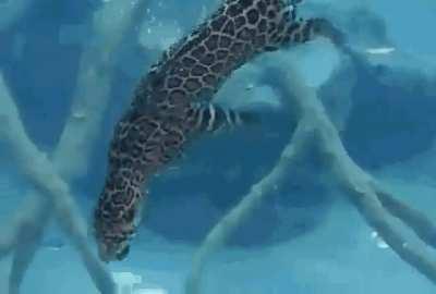 Jaguar underwater