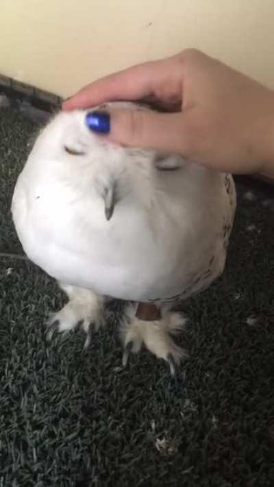 Snowy owls are just floofy marshmallows