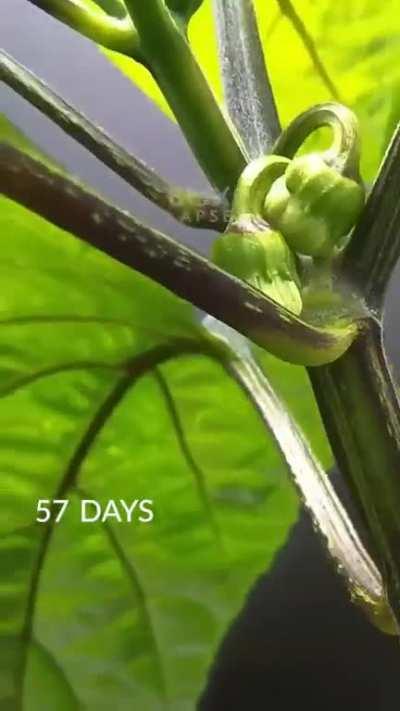 Watching that Pepper get its colours is so satisfying.