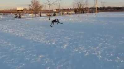 Greyhound trying out his new snow boots