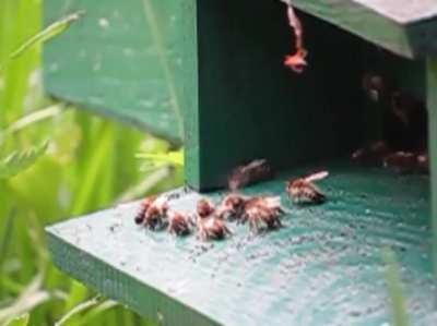 Did i spent the last 3 hours watching bees crashing at each other? YES. Do I regret it? NO