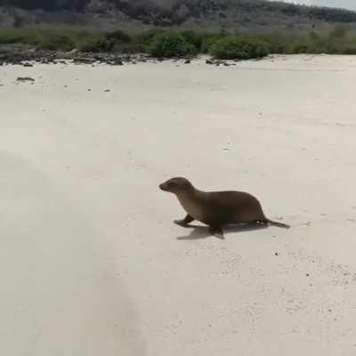 🔥 seal goes back to the sea