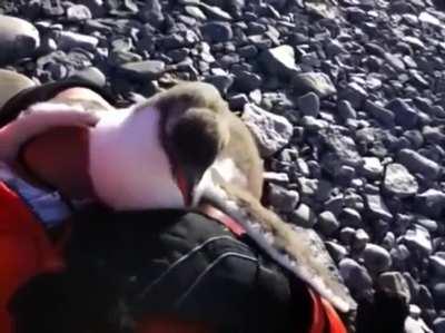 🔥 Baby penguin meets a human for the first time. Determines they can be used for warmth