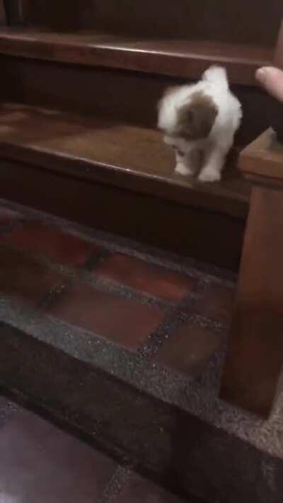 Teaching Toffee how to climb down the stairs