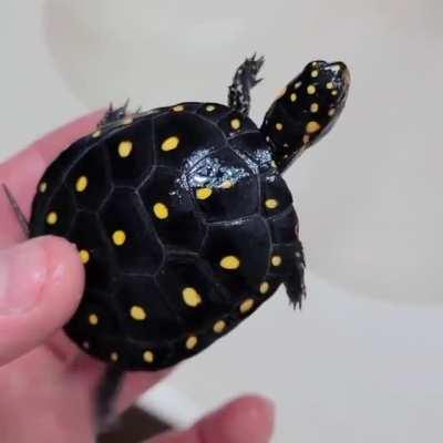 🔥 Spotted Turtle