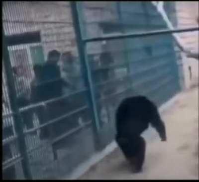 Chimpanzee does amazing jump and throws sand at humans.