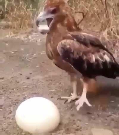 Eagle using a small stone to crack open an ostrich egg