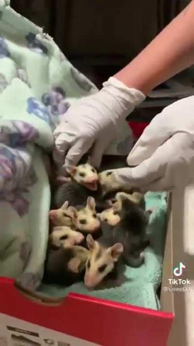 A box full of babies