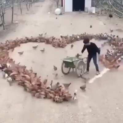 Man shaping a herd of chickens to look like a heart