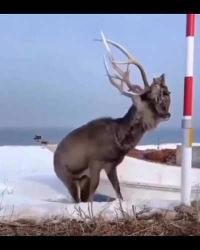 🔥 This Elk has the head of his former opponent stuck to his antlers! 🔥