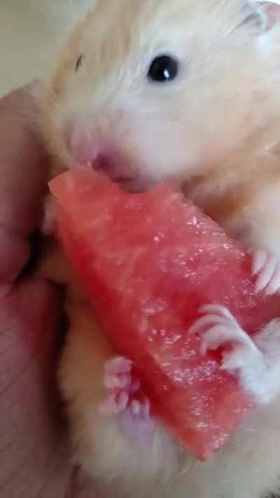 Twix enjoying watermelon