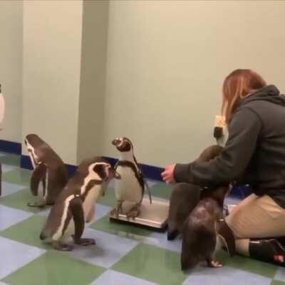 Penguins getting weighted