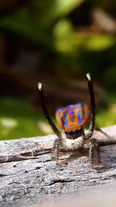 🔥 The dance of the Peacock Spider