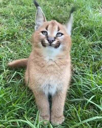 Baby Caracal (not OC)