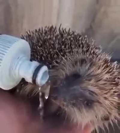 Saving A Dehydrated Cactus Mouse, Well Done !