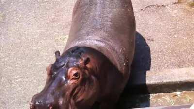 Hippo Chewing Watermelon