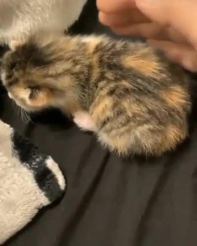 hUmaN vIoLenTly smAcKs lItTle kiTtEn