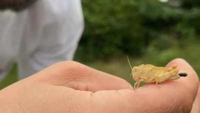 🔥 grasshoppers kick their poop out of their butt