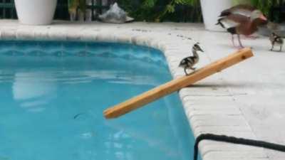 This guy needed a little help getting out of the pool.