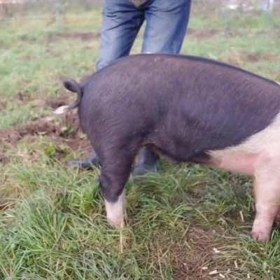 Straightening a pigs tail