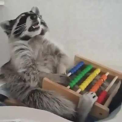 Raccoon playing with an abacus.