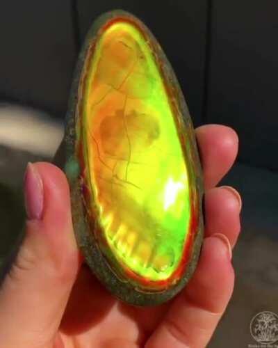 🔥 Colour morphing Ammolite