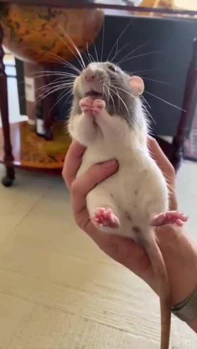 A reminder that rats can be absolutely adorable