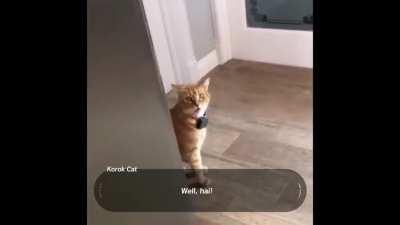 I can't be the only one who thought this after watching the well hi cat, right? Introducing Korok Cat.