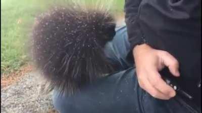 Porcupine wants to say hello