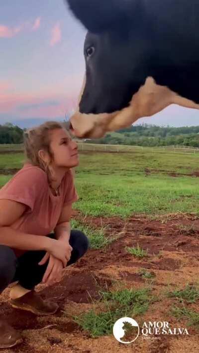 Cow returns a kiss