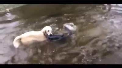 Dog catches huge catfish