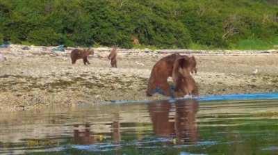 Male brown bear attacks female at whale carcass, only for third bear to intervene