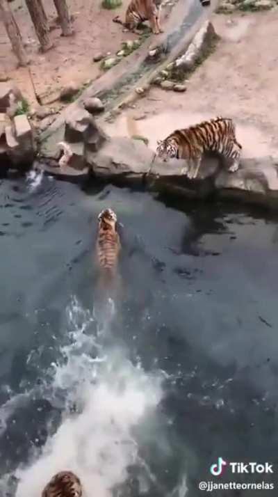 How to give a bath to the Tigers.