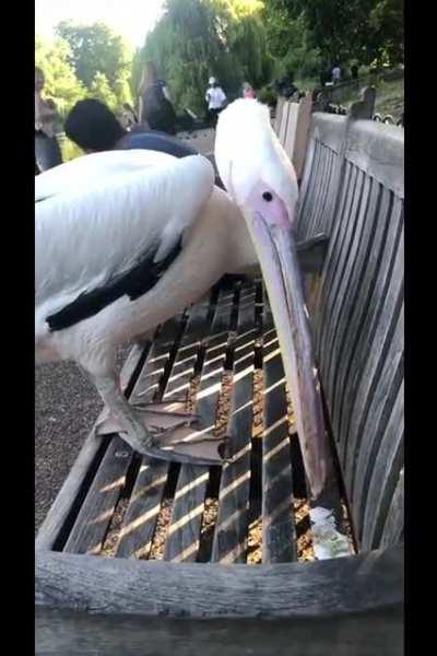 Yesterday a pelican sat next to me.