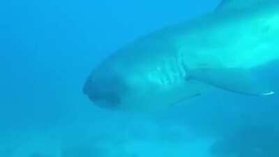 Encounter with a rare Megamouth shark. Since its discovery in 1976, less than 100 specimens have been observed or caught.