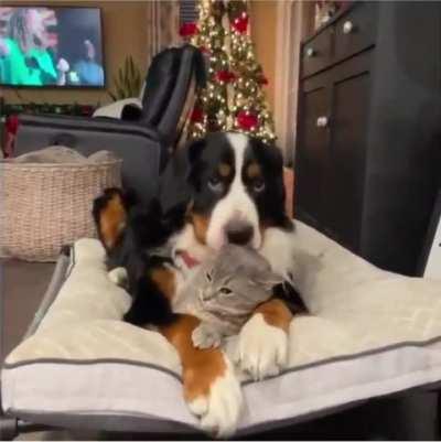 He thinks the cat is a stuffed animal.