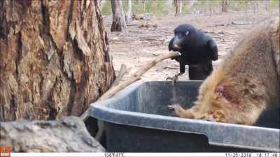 Crows Helping Wallabies