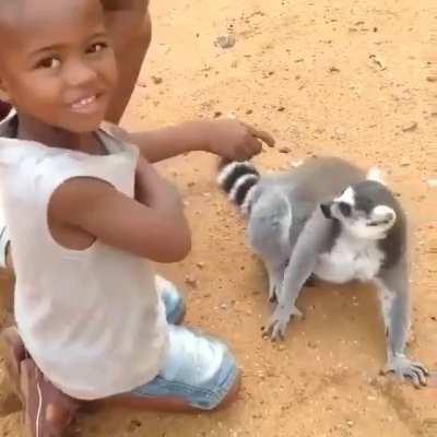 Lemur insists on more scratches