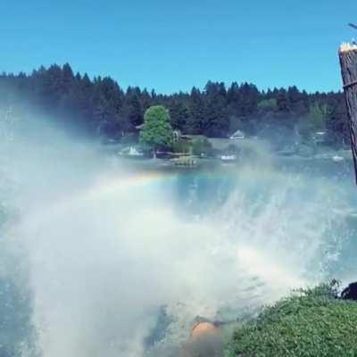 Douglas fir falling into lake