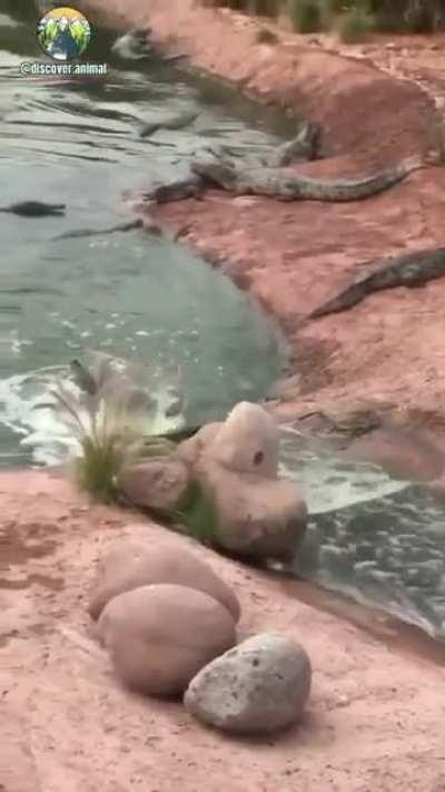 🔥 Croc enjoying sliding down the stream