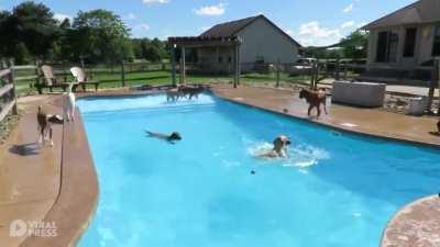 Pet Dogs Have Pool Party In Michigan