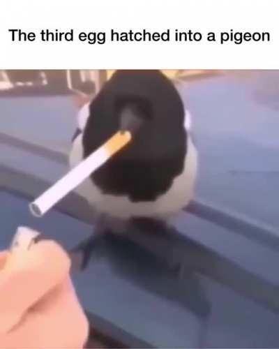 Those damn pigeons.